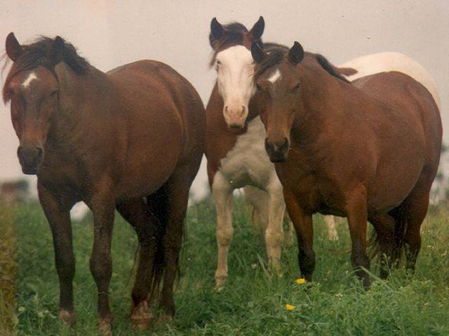 Abaco Barb Horses